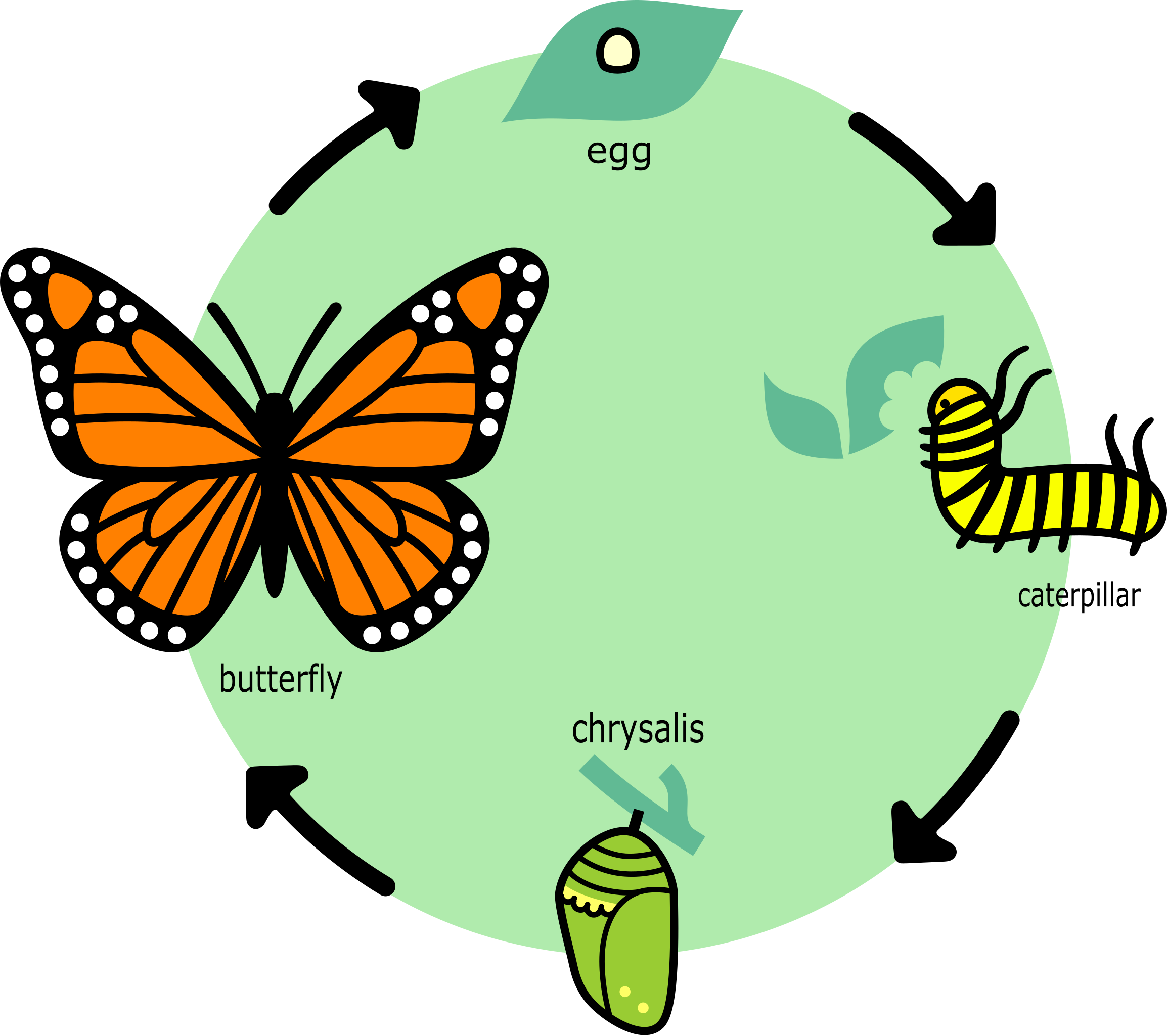 Butterfly Life Cycle Chart