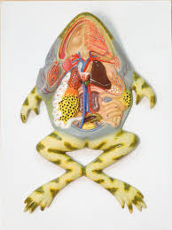 Frog Dissection Model